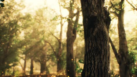 Sonnenstrahlen-In-Einem-Nebligen-Wald-Im-Herbst