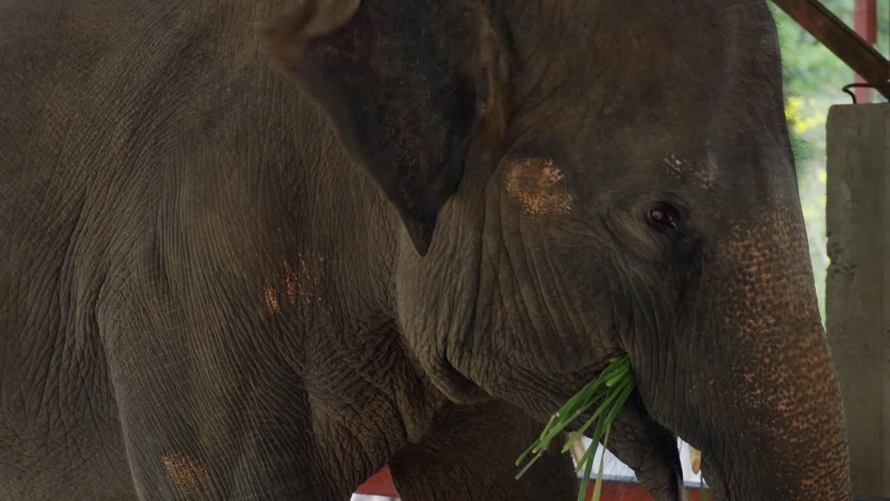 먹는 동안 흔들리는 완전히 자란 코끼리