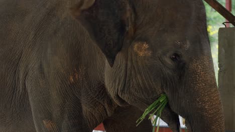 fully grown elephant swaying while eating