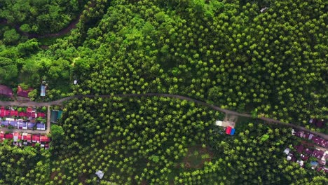 Thicket-Coconut-Trees-Growing-Among-Settlements-At-Bantawon-In-Saint-Bernard,-Southern-Leyte,-Philippines