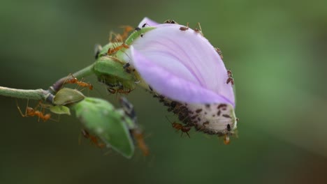 red ants swarm a flower in the wild