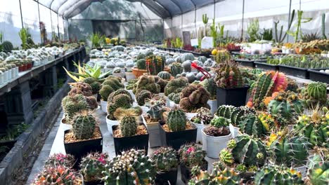 cacti displayed in a greenhouse setting