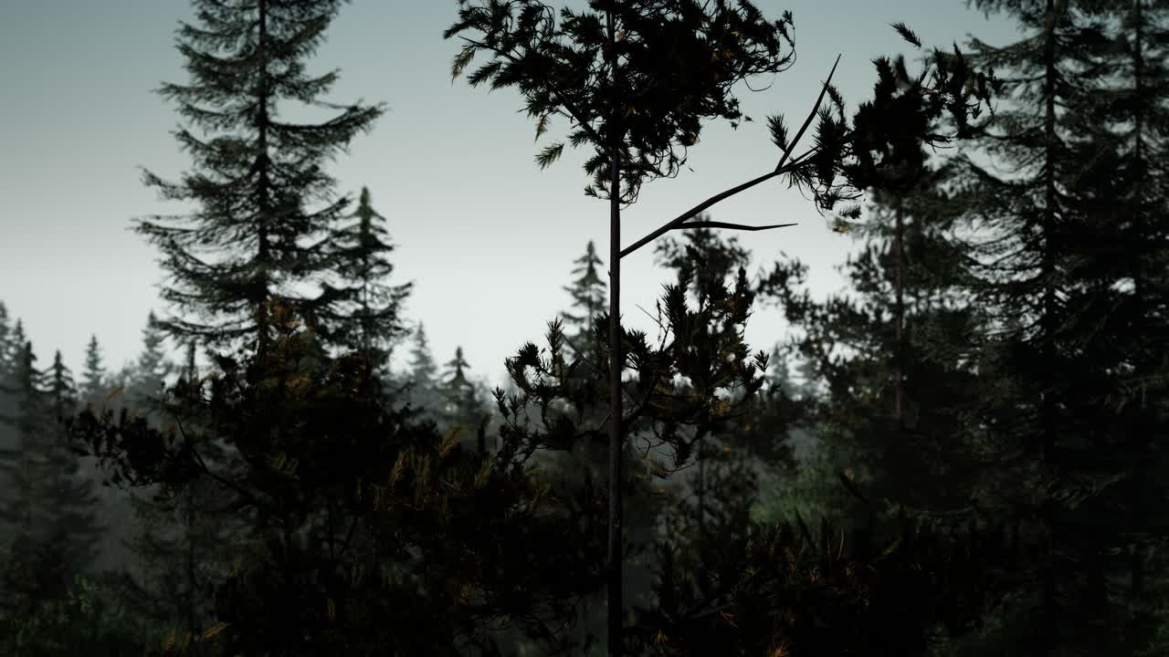 misty nordic forest in early morning with fog