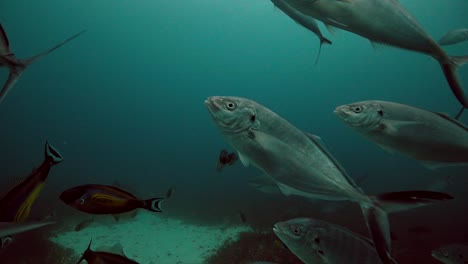 Great-White-Shark-Carcharodon-carcharias-Neptune-Islands-South-Australia-4k-slow-motion-50fps