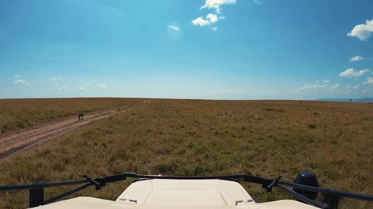 Una telecamera montata sulla testa riprende un safari in auto attraverso la Riserva Nazionale Masai Mara, Kenya