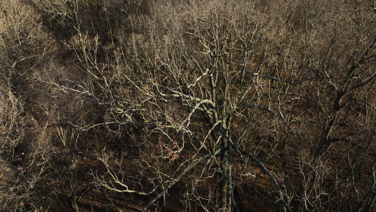 Barren trees by lake flint creek, lake swepco in arkansas, reflecting a serene winter mood, aerial view