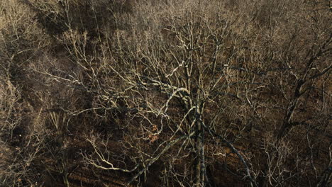 barren trees by lake flint creek, lake swepco in arkansas, reflecting a serene winter mood, aerial view