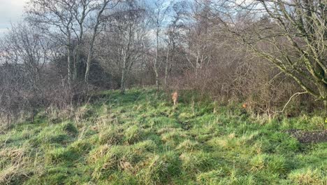 tracking shot of an elderly golden retriever exploring the trails and smells in a woodland