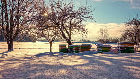 Static-shot-of-colony-of-beehive-boxes-in-the-cold-winter-landscape-covered-with-snow-fields-and-trees-at-daytime-in-timelapse