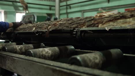 automated line for woodworking. processing of pine beams at sawmill