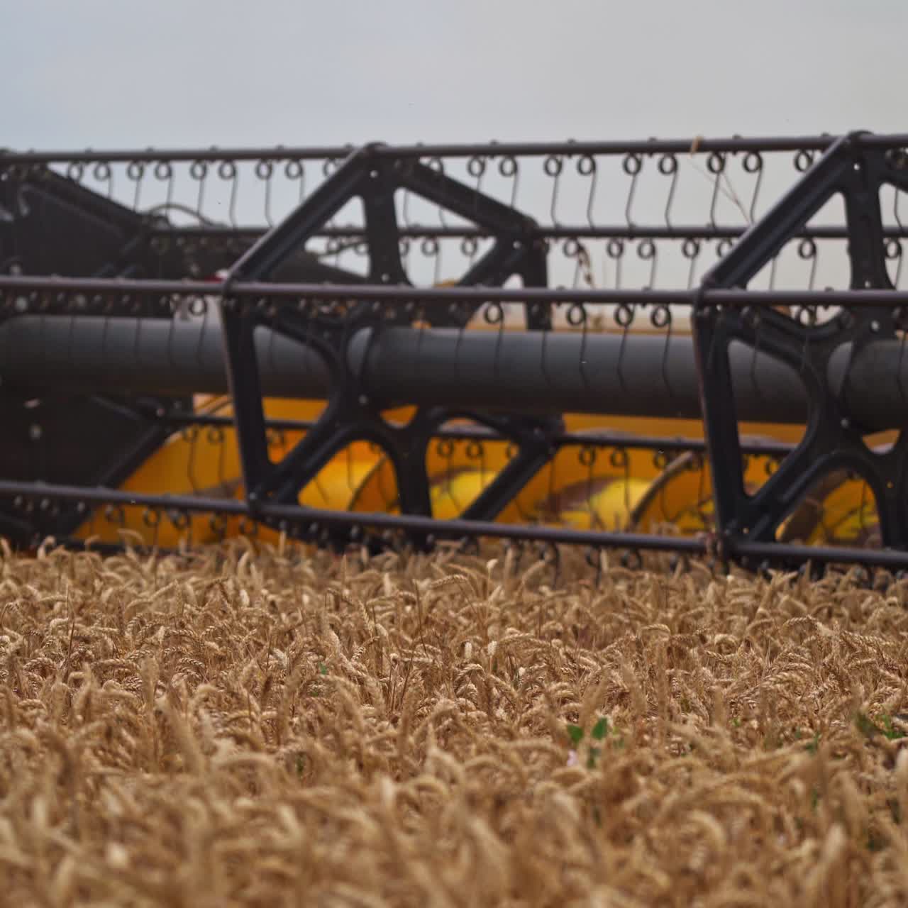 Spinning mechanism of a harvester cuts the ripe spikelets. Close up knife of combine rotating and mowing yellow ears of wheat