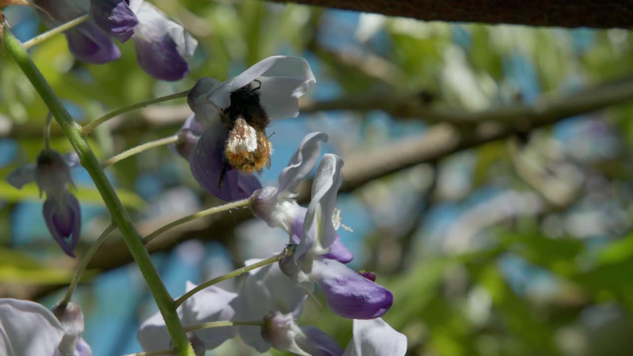 Un abejorro navega entre un racimo colgante de flores de glicinia, buscando néctar entre los pétalos morados y blancos. Las hojas verdes proporcionan un telón de fondo vibrante en un entorno natural al aire libre.
