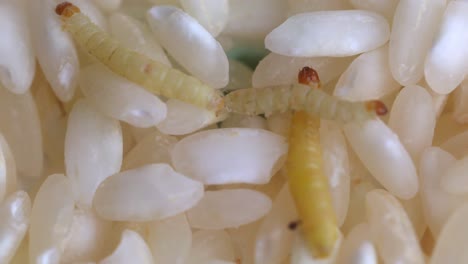 granos de arroz infestados por larvas de polilla de la harina india