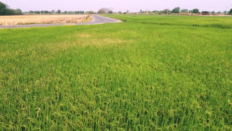 Vista-Aérea-De-La-Agricultura-En-Los-Campos-De-Arroz-Para-El-Cultivo