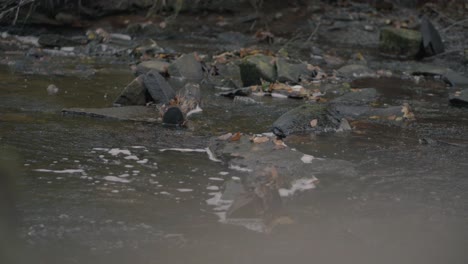 a small river stream running through an english forest in autumn