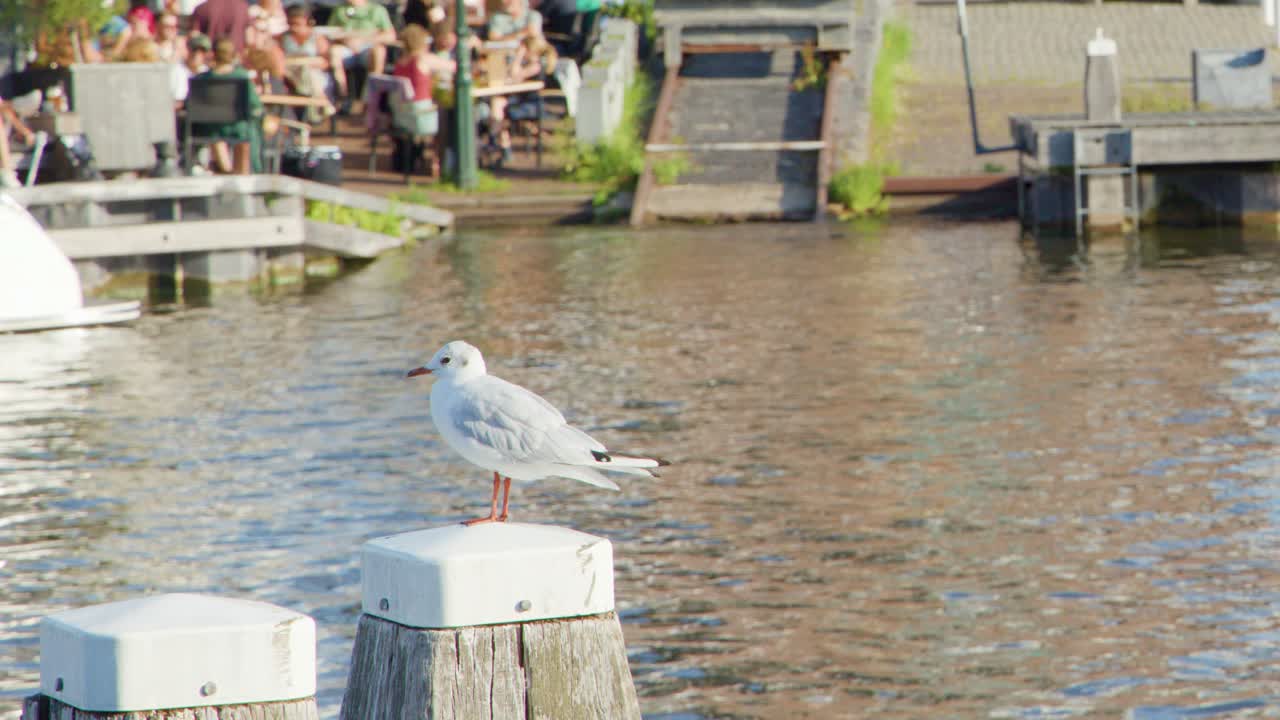 Seagull perched on wooden post by sunlit canal in Haarlem, people relaxing across water