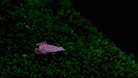 mirando hacia la derecha encontrado en una situación muy oscura en el bosque luego la luz brilla sobre él gradualmente, rana de coro de lado oscuro o rana de arroz de taiwán microhyla heymonsi, tailandia