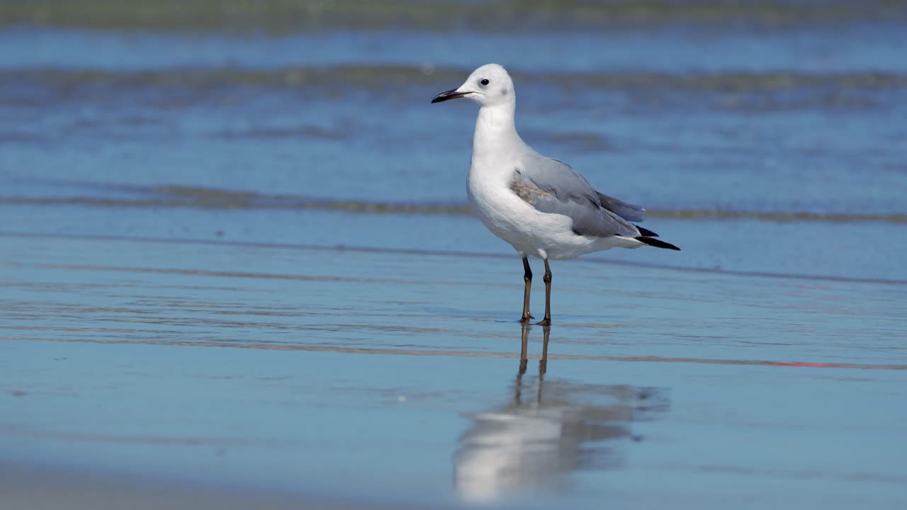 primer plano de gaviota caminando por una playa de arena en busca de comida, con el océano al fondo