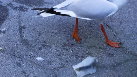 seagull pecking at ice on a pavement