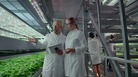 hydroponics method of growing salad in greenhouse. four lab assistants examine verdant plant growing. agricultural. industry.