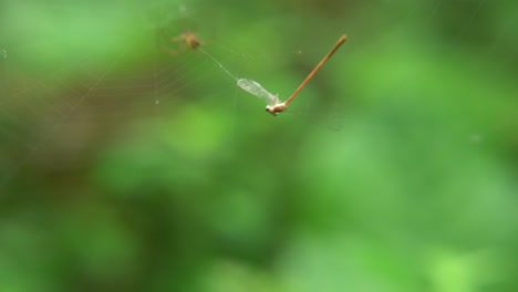 a spider weaves a web and sits on it waiting for prey