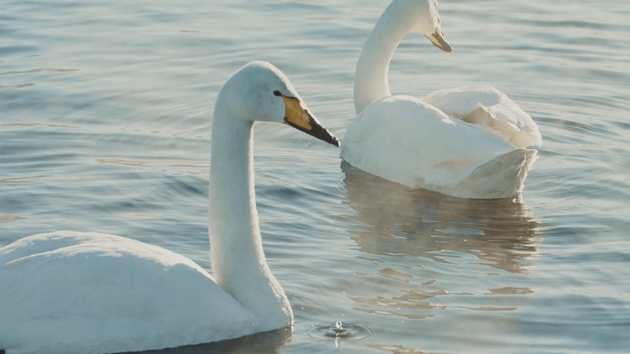 Two Swans on a Calm Morning Lake