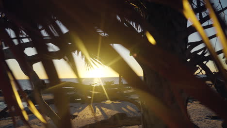 slow motion sun flairs through a palm tree on the beach