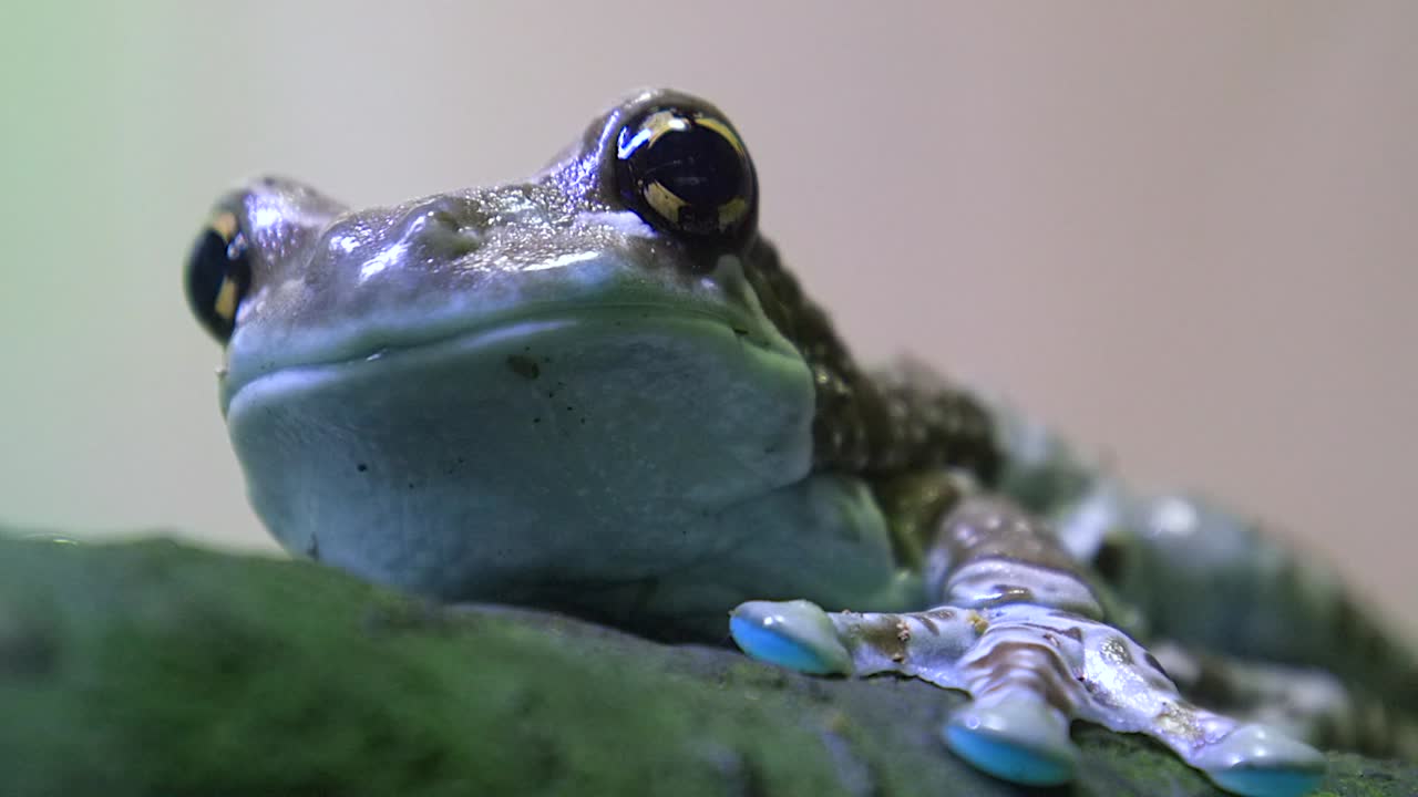 Amazon Milk frog (Trachycephalus resinifictrix) with big golden eyes and blue feet breath,. Ground level close up of the head and the eyes, front shot, slow mo footage