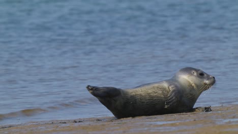 Foca-De-Puerto,-Foca-De-Puerto,-Phoca-Vitulina,-Foca-Común-En-La-Playa-En-La-Isla-De-Texel,-Países-Bajos