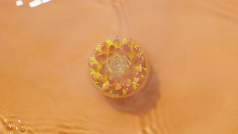 succulent in a pot on an orange background