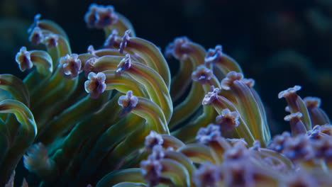 close-up of coral