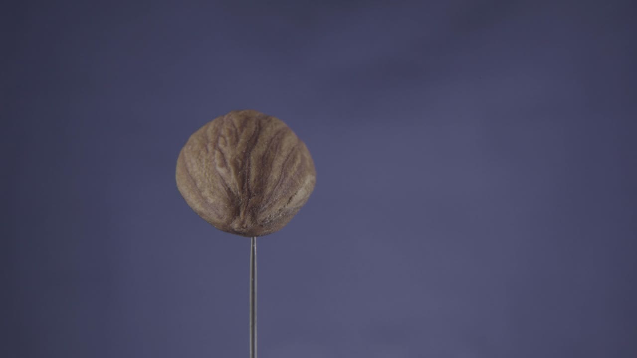 Almond rotating with loop on blue screen for chroma key