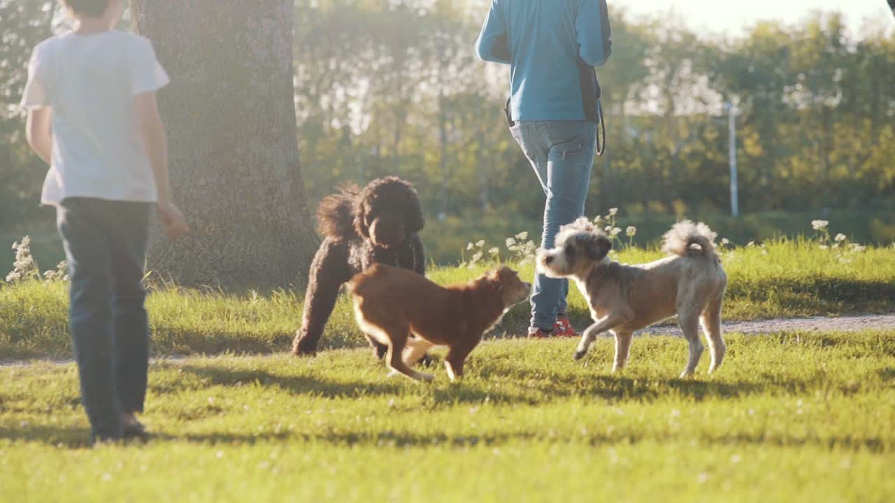 People walking their dogs, playing in the grass during beautiful sunny weather