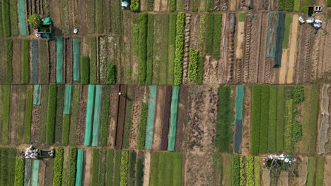 Overhead-drone-flight-over-rows-of-organic-farm-vegetable-fields-with-Asian-worker