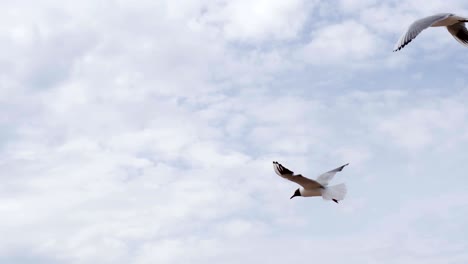 seagull plans to the wind