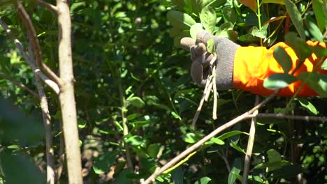 cosecha de cerca a mano de las hojas de yerba mate por un trabajador con guantes en argentina