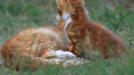 Steady-closeup-of-attentive-orange-young-female-cat-patiently-sitting-in-garden-vegetation-with-ears-moving-to-listen-to-every-sound,-looking-towards-it-hears-things-and-back-straight-into-the-camera