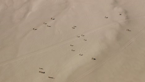toma aérea de un rebaño de camellos caminando lentamente en el desierto árabe seco y caliente
