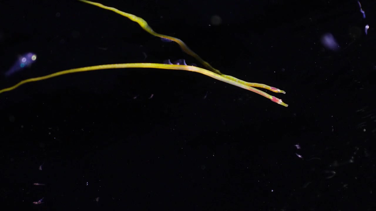 Yellow Nerophis ophidion pipefish swimming at the ocean surface with a clear reflection as plankton organisms zip past during a night dive.