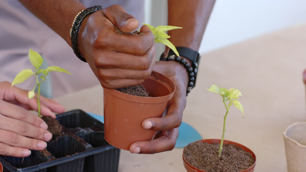 Hombre afroamericano y un ayudante plantando una plántula en una maceta, después de sacarla de la bandeja y presionando el tallo.