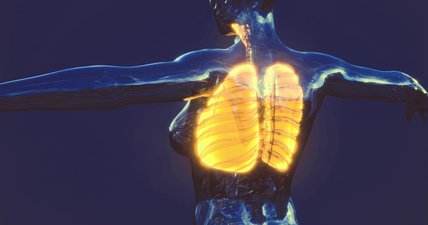 Studio dell'anatomia del polmone umano che mostra in dettaglio le strutture respiratorie