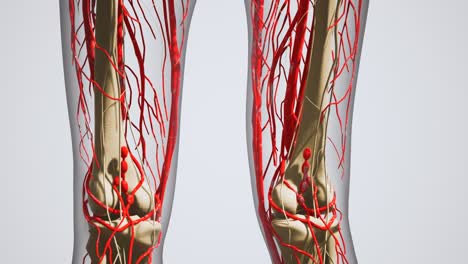 science anatomy of human blood vessels