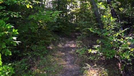 hiking through a sunny trail in a remote area in ontario