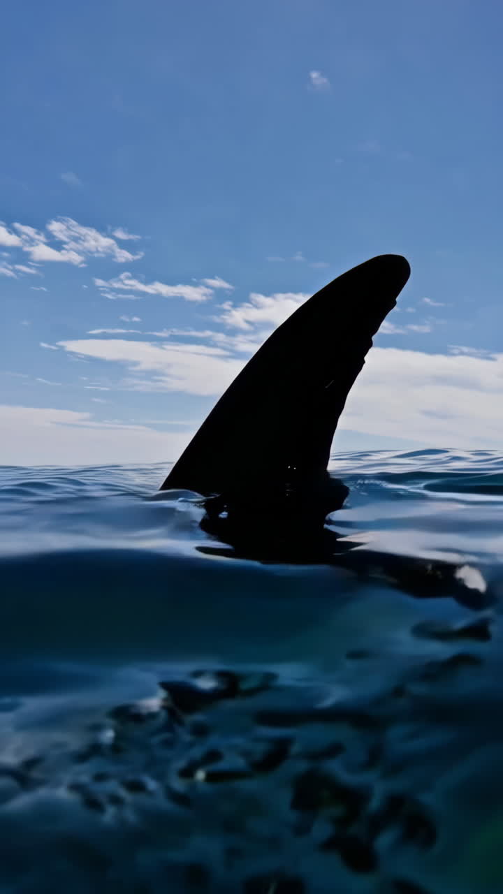 Shark Fin in the Ocean