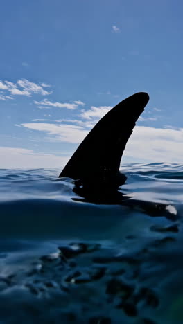 shark fin in the ocean