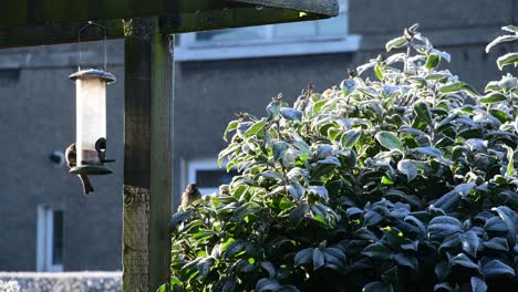 a bird flies up to the bird feeder