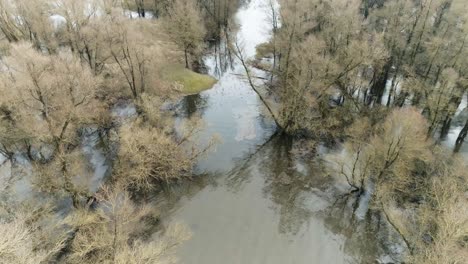 aerial drone shot of trees standing and under water in swamp like water