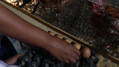 Recoger-Huevos-En-Gallinero-Estudiante-Tailandés-Recoger-Huevos-En-Gallinero-Tailandia
