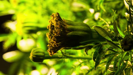 marigold time lapse of blooming orange yellow flower on bokeh green foliage background