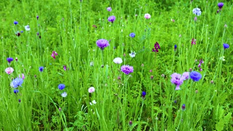 Field-of-Bachelor-Button-or-Cornflowers